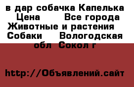 в дар собачка Капелька › Цена ­ 1 - Все города Животные и растения » Собаки   . Вологодская обл.,Сокол г.